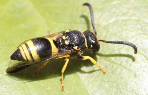 Réf. 324 888 : Ancistrocerus sp.